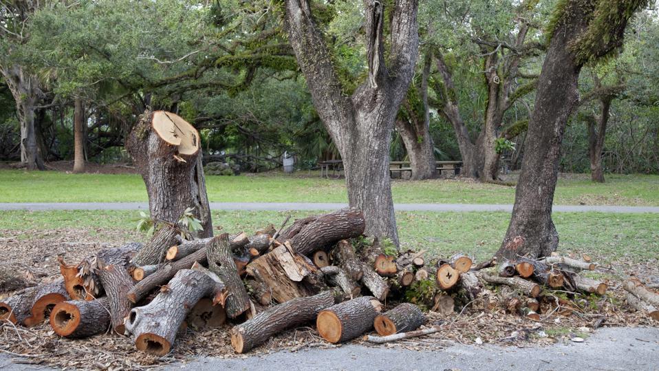 How to Find a Good Tree Removal Company